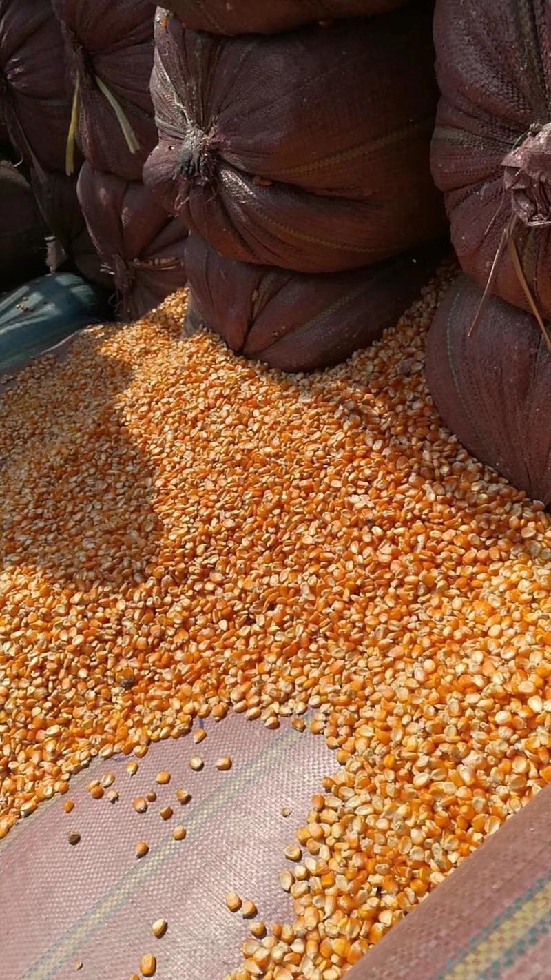东北玉米、缅甸玉米、老挝玉米大量供应欢迎咨询