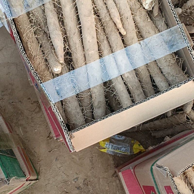 精品山药电商货供批发市场质量好可视频看货诚信经营
