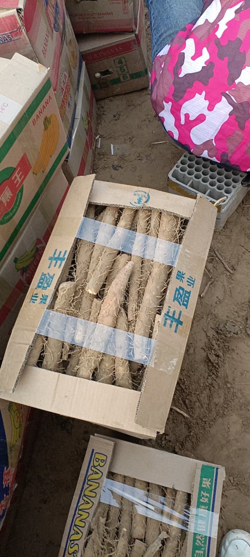 精品山药电商货供批发市场质量好可视频看货诚信经营