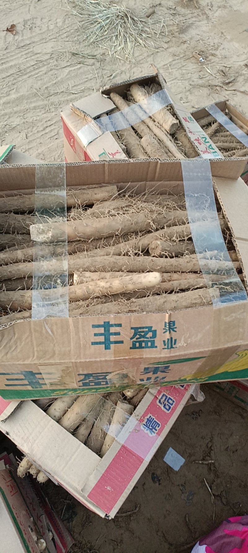 精品山药电商货供批发市场质量好可视频看货诚信经营