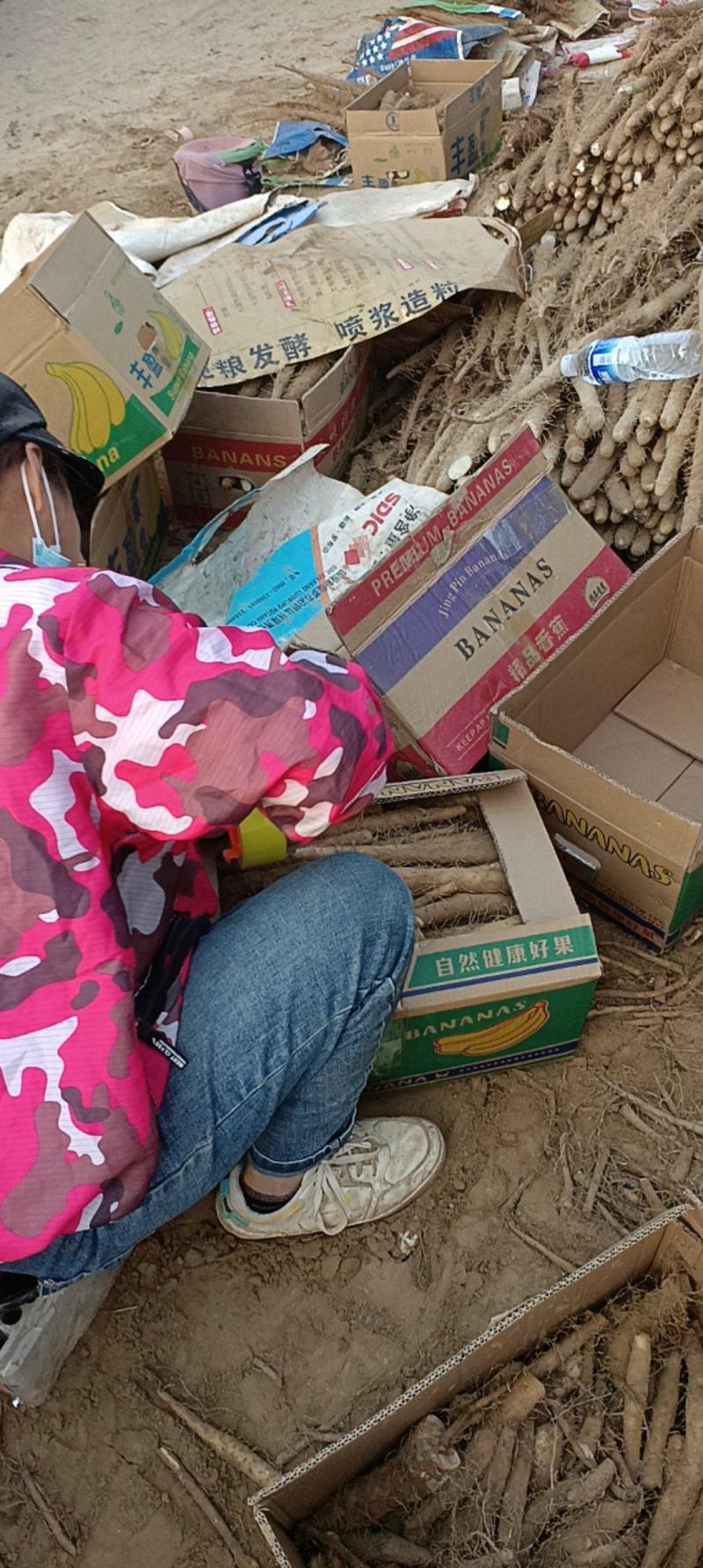 精品山药电商货供批发市场质量好可视频看货诚信经营