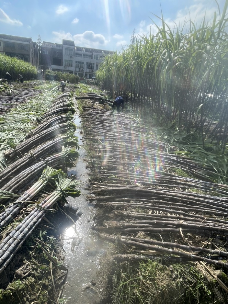 自家种植50余亩黑皮甘蔗