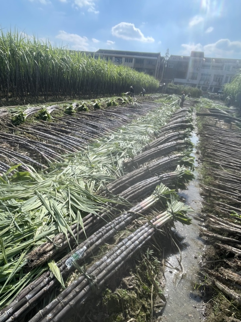 自家种植50余亩黑皮甘蔗