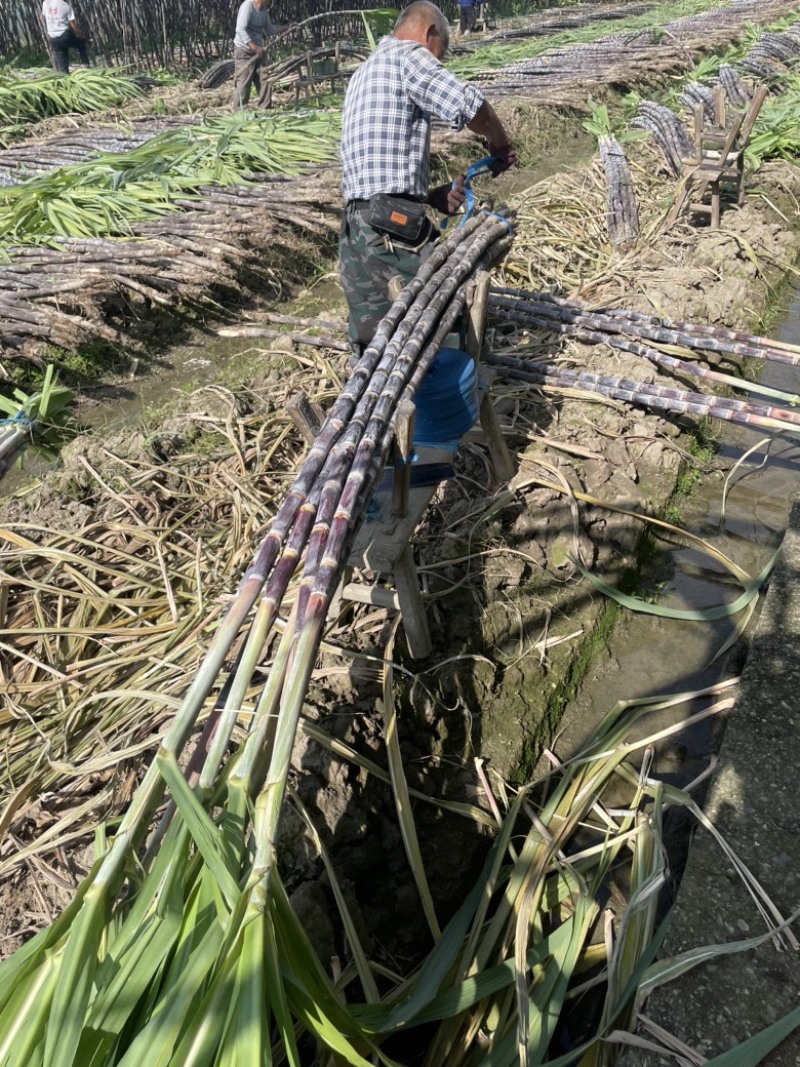 自家种植50余亩黑皮甘蔗