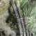 自家种植50余亩黑皮甘蔗