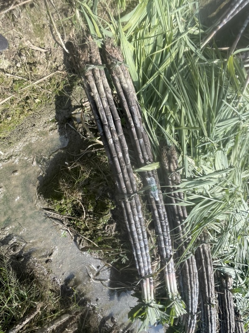 自家种植50余亩黑皮甘蔗