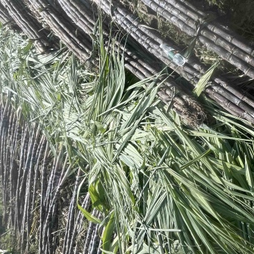 自家种植50余亩黑皮甘蔗