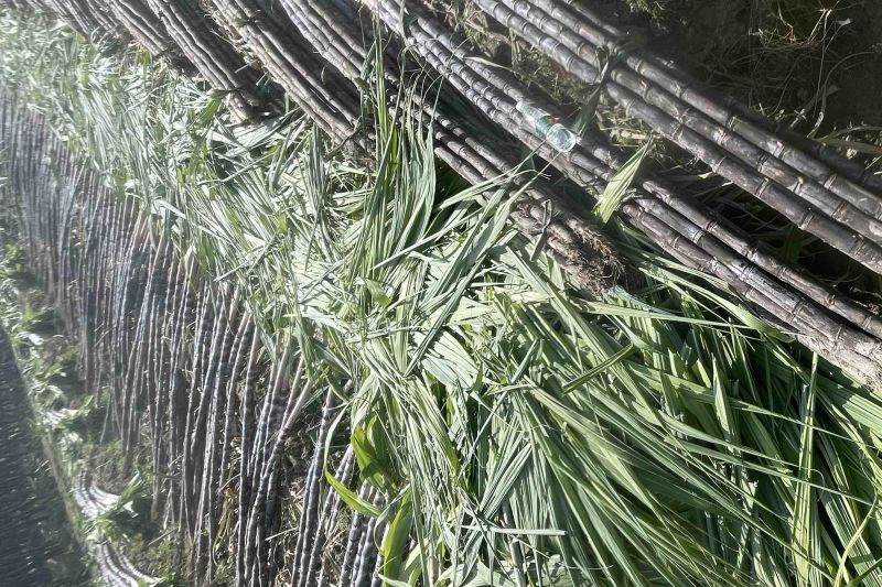 自家种植50余亩黑皮甘蔗