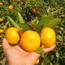 湖南常德澧县蜜橘大量供应产地直发新鲜采摘对接全国市场