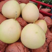【推荐】柚子红心柚大量供应湖南常德澧县产地直发对接全国