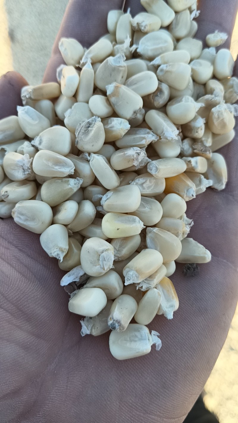 糯玉米干粒质量保证，**欺骗。口感好，市场畅销电联