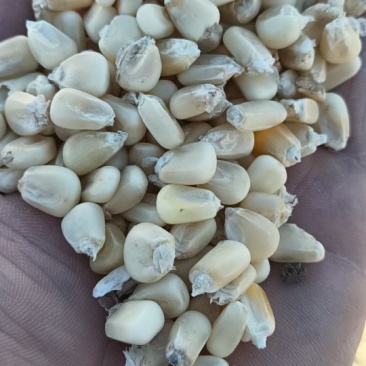 糯玉米干粒质量保证，**欺骗。口感好，市场畅销电联
