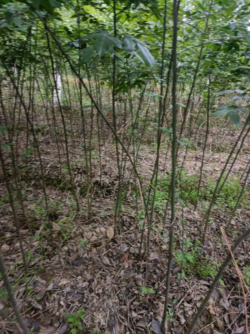 2公分榉树，二年生二公分榉树，大量有货可视频看货