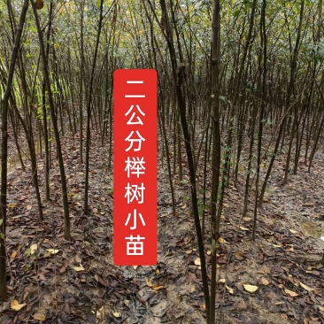 2公分榉树，二年生二公分榉树，大量有货可视频看货