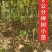2公分榉树，二年生二公分榉树，大量有货可视频看货