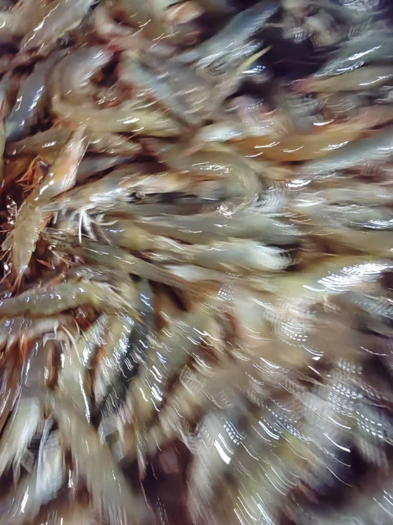 基围虾