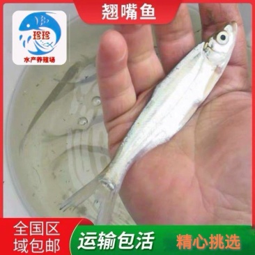 优质翘嘴鱼苗，翘嘴白鱼苗，鱼场直供，可全国陆空运。
