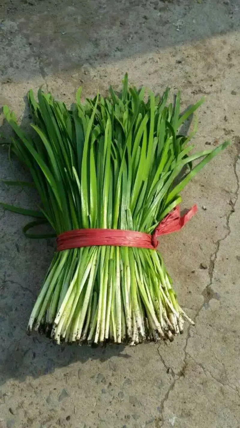 《精品》河北唐山乐亭韭菜大量上市，质量优，货源充足