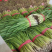 《精品》河北唐山乐亭韭菜大量上市，质量优，货源充足