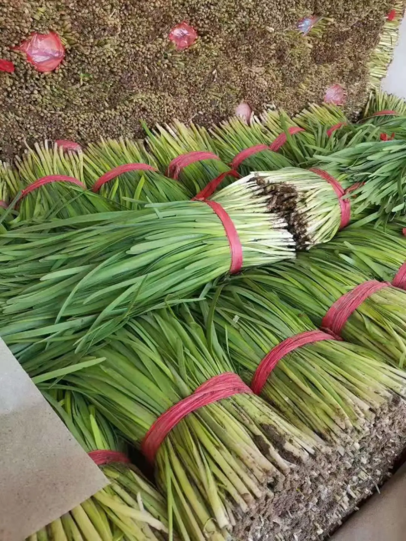 《精品》河北唐山乐亭韭菜大量上市，质量优，货源充足