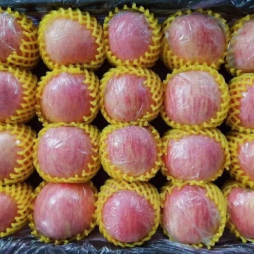 山西红富士