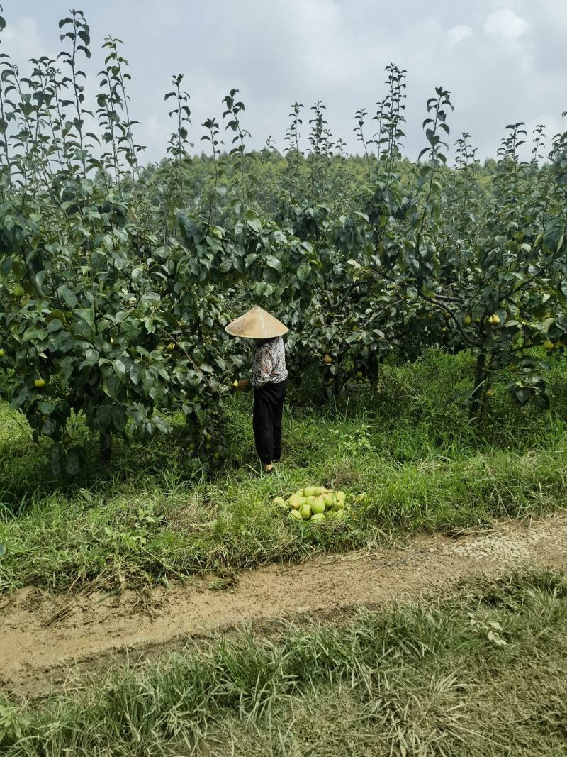 成都小核凰梨