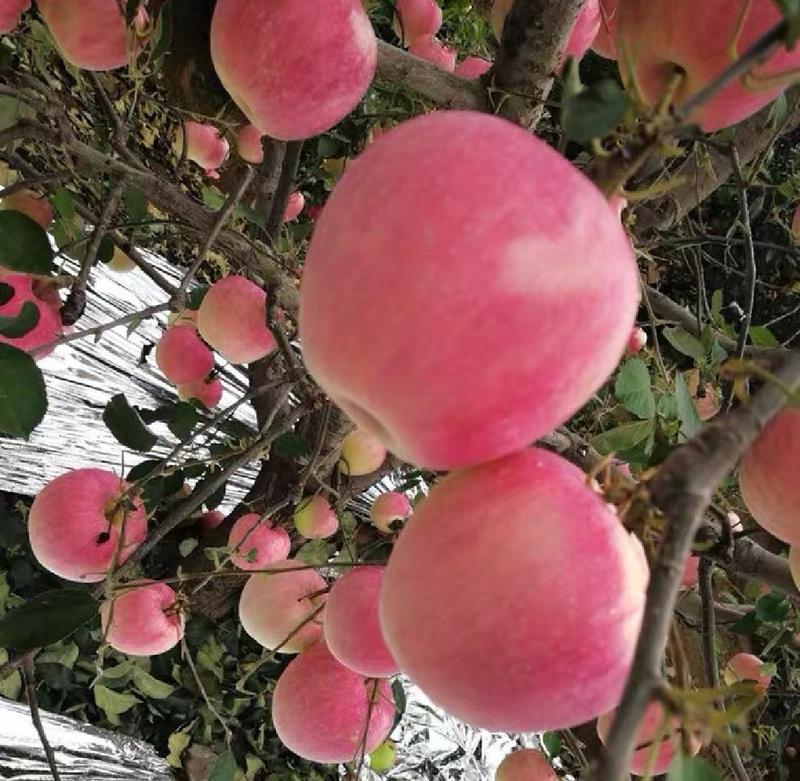 寒富苹果产地大量上市河北秦皇岛产地直发对接全国市场