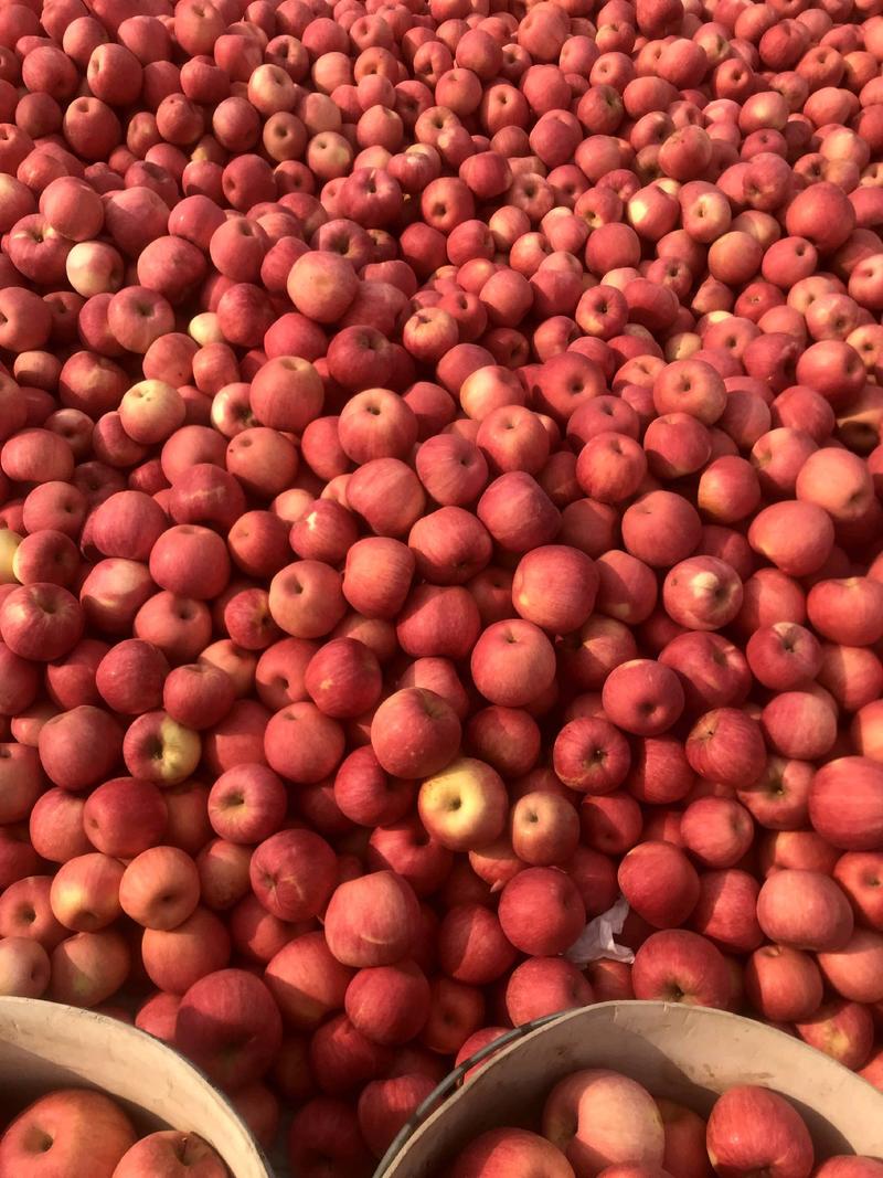 绥中红富士苹果现在大量上市。望广大客户前来选购。