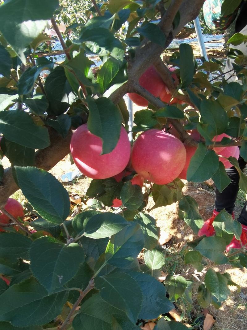 绥中红富士苹果现在大量上市。望广大客户前来选购。