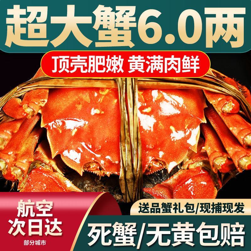 全母鲜活大闸蟹特大螃蟹现货全公母蟹海鲜水产礼盒阳澄湖镇