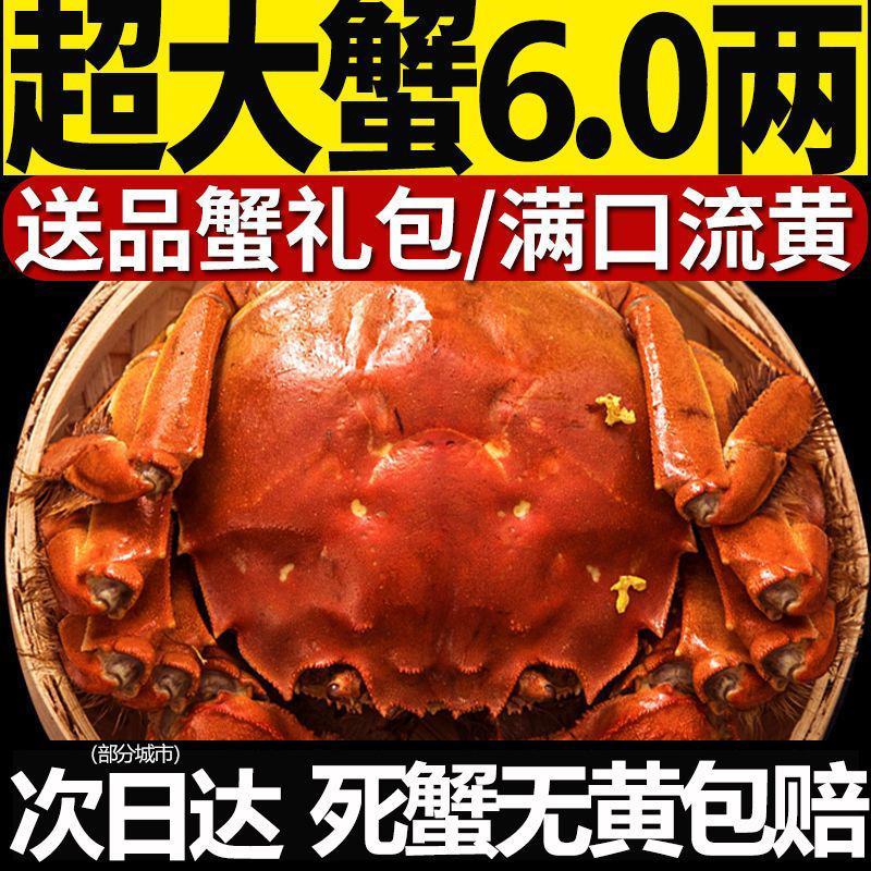 全母鲜活大闸蟹特大螃蟹现货全公母蟹海鲜水产礼盒阳澄湖镇