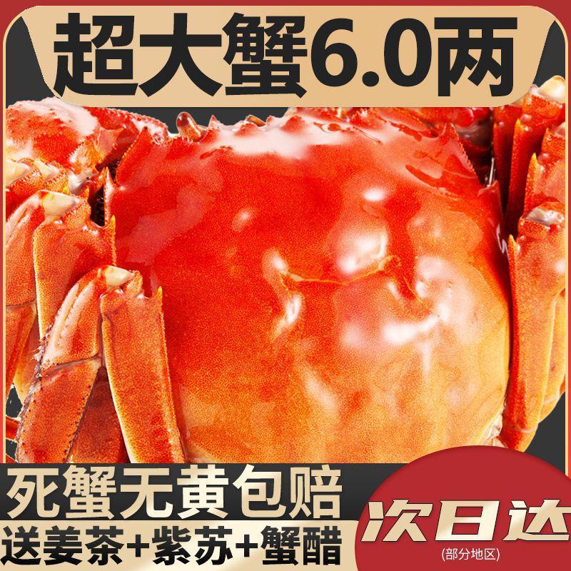 全母鲜活大闸蟹特大螃蟹现货全公母蟹海鲜水产礼盒阳澄湖镇