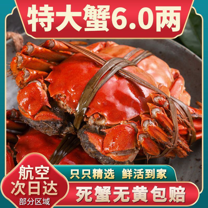 全母鲜活大闸蟹特大螃蟹现货全公母蟹海鲜水产礼盒阳澄湖镇