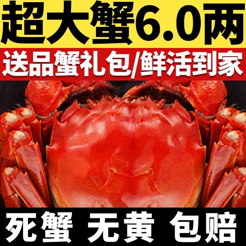 全母鲜活大闸蟹特大螃蟹现货全公母蟹海鲜水产礼盒阳澄湖镇