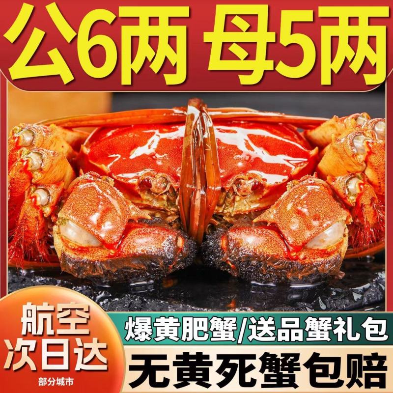 全母鲜活大闸蟹特大螃蟹现货全公母蟹海鲜水产礼盒阳澄湖镇