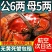 全母鲜活大闸蟹特大螃蟹现货全公母蟹海鲜水产礼盒阳澄湖镇