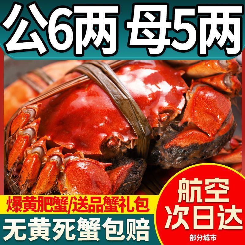 全母鲜活大闸蟹特大螃蟹现货全公母蟹海鲜水产礼盒阳澄湖镇