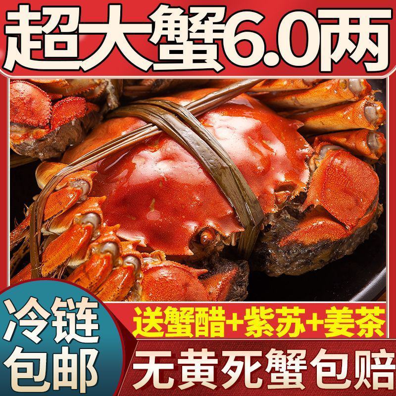 全母鲜活大闸蟹特大螃蟹现货全公母蟹海鲜水产礼盒阳澄湖镇