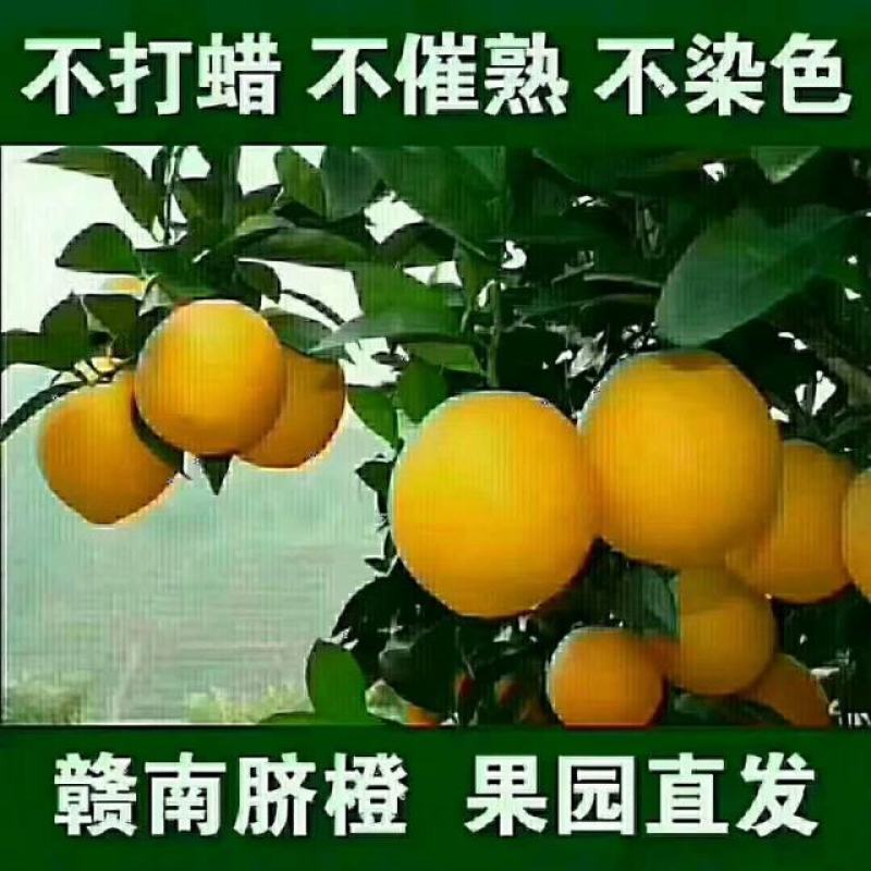 赣南脐橙，自家果园。