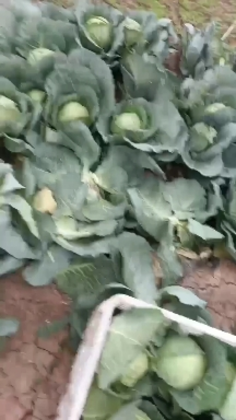 精品甘藍大量上市产地直发对接全国可视频看货