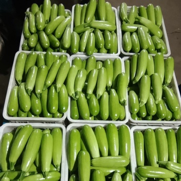 西葫芦~油绿西葫芦，山东~聊城，西葫大量上市~~诚信代收