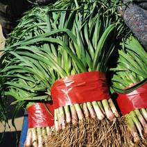山东泰安红根蒜苗一手货源现货先发品质可供全国
