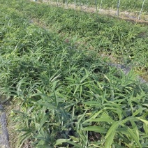 黄精种苗，不到苗多花黄精种苗，黄精苗，基地直供，质量保证