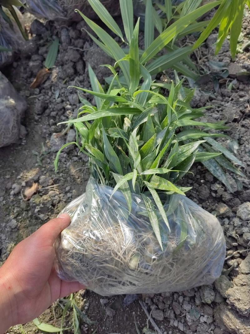 黄精种苗，不到苗多花黄精种苗，黄精苗，基地直供，质量保证