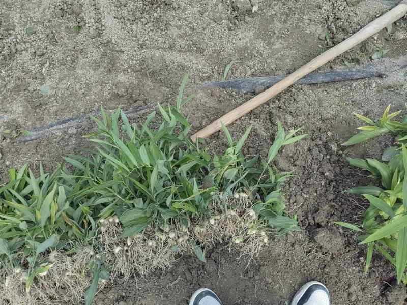 黄精种苗，不到苗多花黄精种苗，黄精苗，基地直供，质量保证