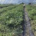 黄精种苗，不到苗多花黄精种苗，黄精苗，基地直供，质量保证