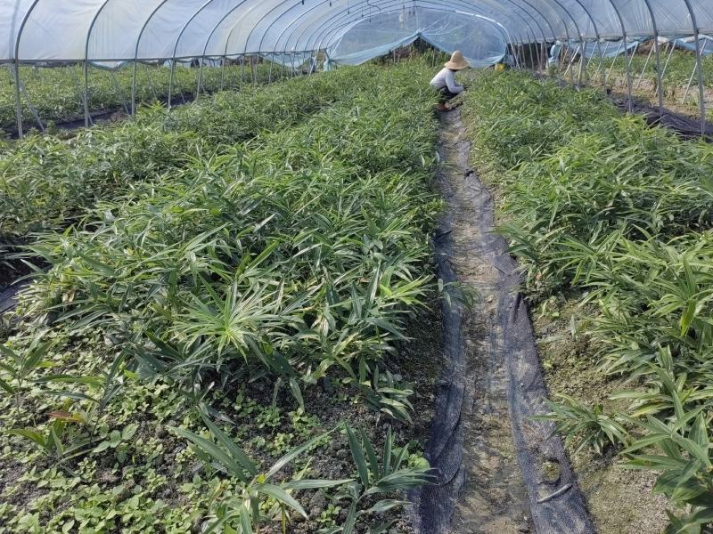 黄精种苗，不到苗多花黄精种苗，黄精苗，基地直供，质量保证