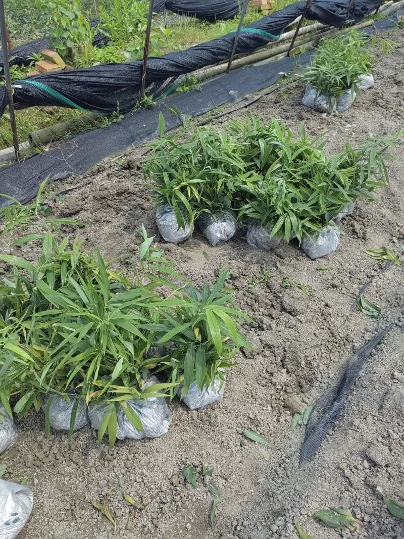 黄精种苗，不到苗多花黄精种苗，黄精苗，基地直供，质量保证