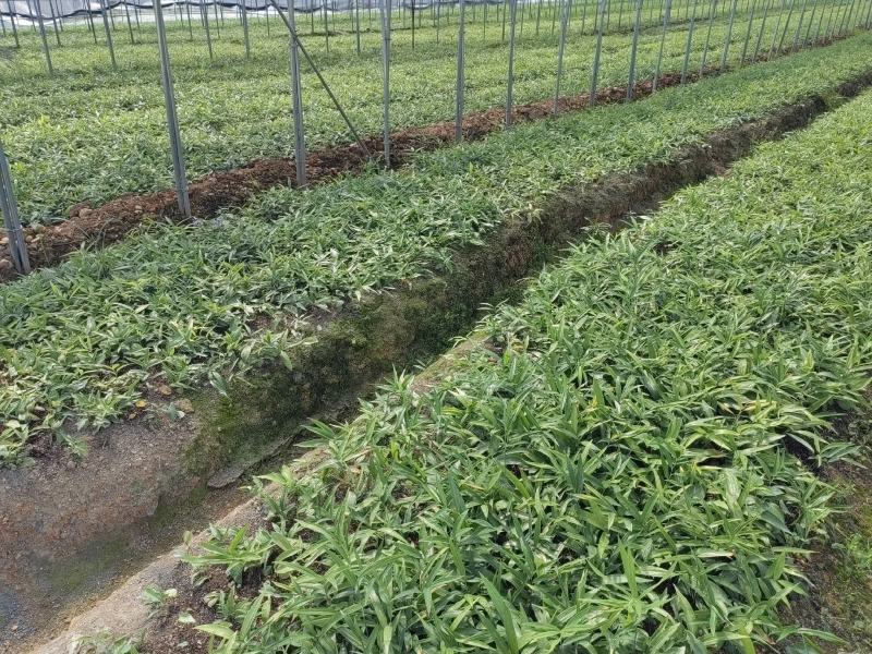 黄精种苗，不到苗多花黄精种苗，黄精苗，基地直供，质量保证