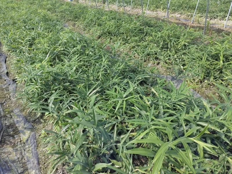 黄精种苗，不到苗多花黄精种苗，黄精苗，基地直供，质量保证